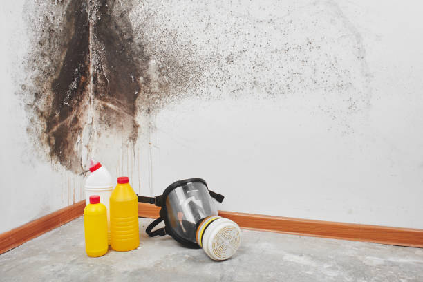 Mold Removal Process in South Floral Park, NY