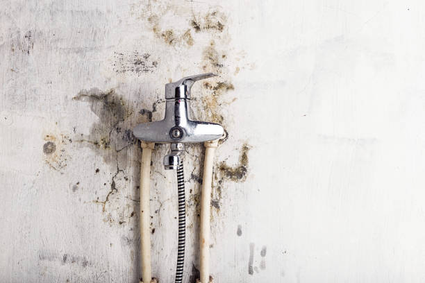 Best Commercial Mold Removal  in South Floral Park, NY