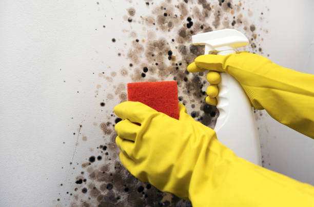 Crawl Space Mold Removal in South Floral Park, NY