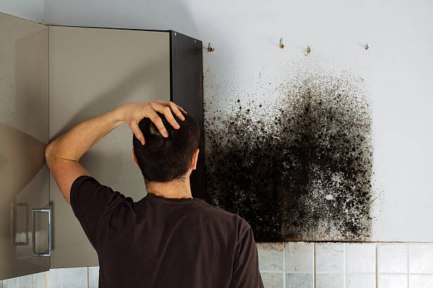 Best Attic Mold Removal  in South Floral Park, NY