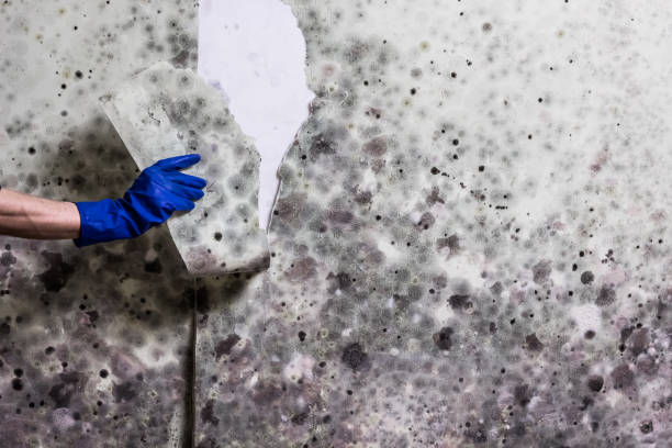 South Floral Park, NY Mold Removal Company